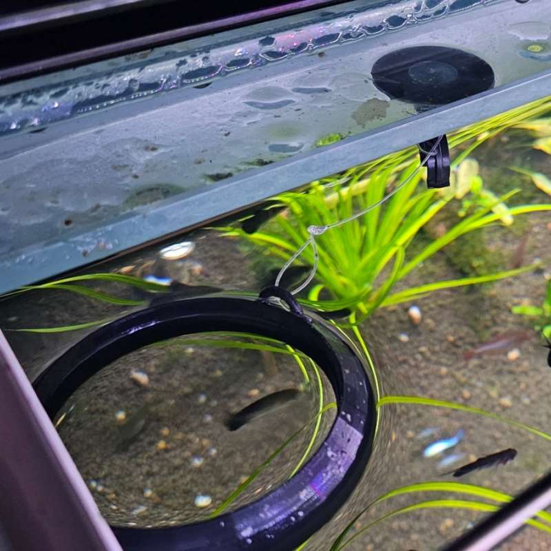 Aquarium Floating Feeder Ring  - Aquarium Fish Food recensione e prezzo