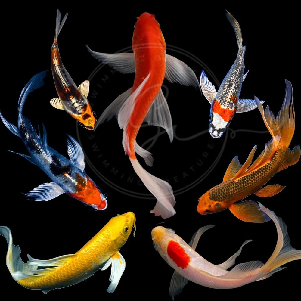 Assorted Colors Live Koi Fish  - Aquarium Fish Pond recensione e prezzo