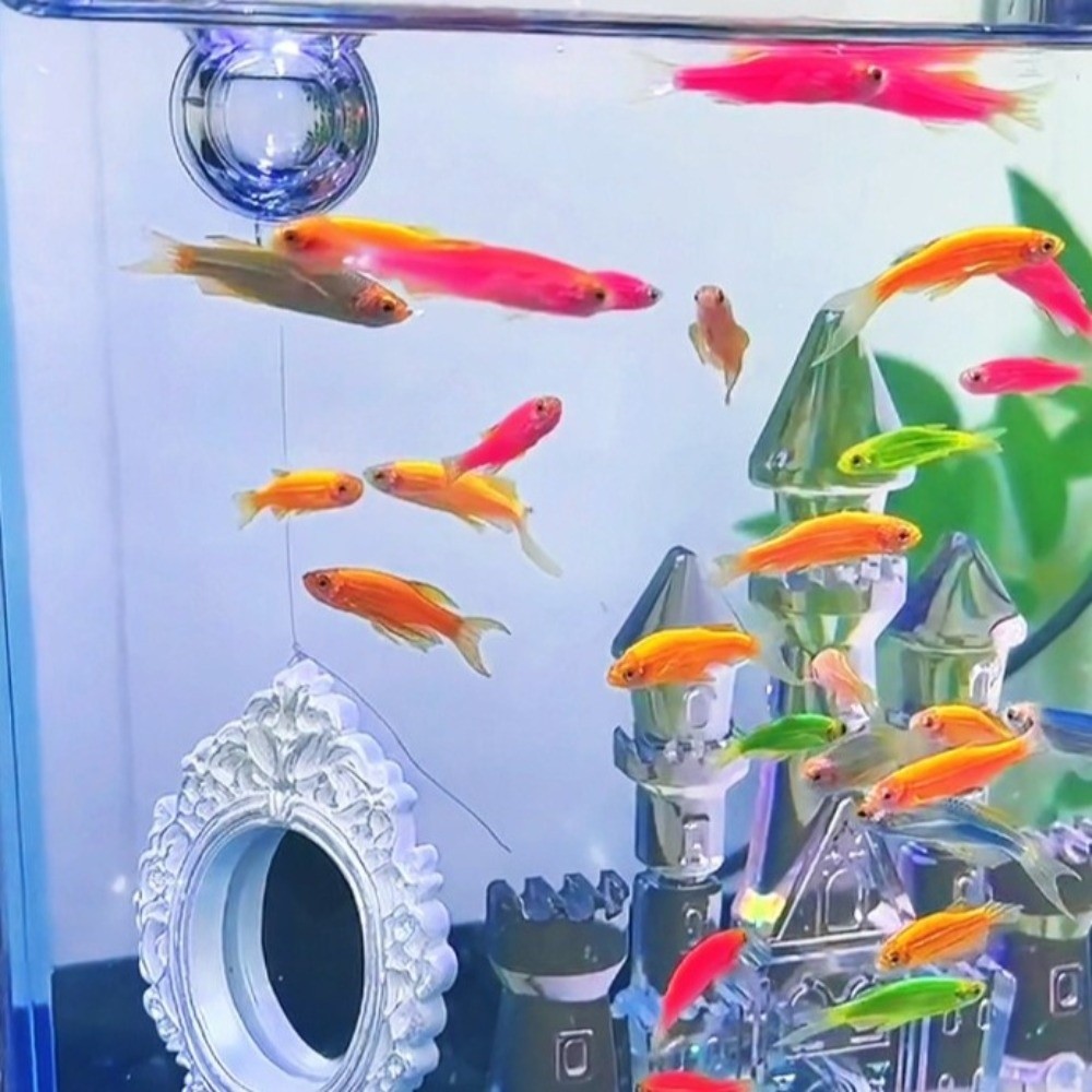 Funny Retro Style Betta Fish T - Aquarium Fish Games recensione e prezzo