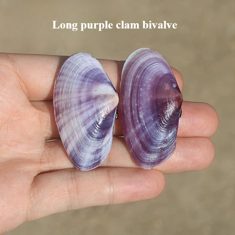 Long Purple Clam Natural Conch - Aquarium Fish Long recensione e prezzo