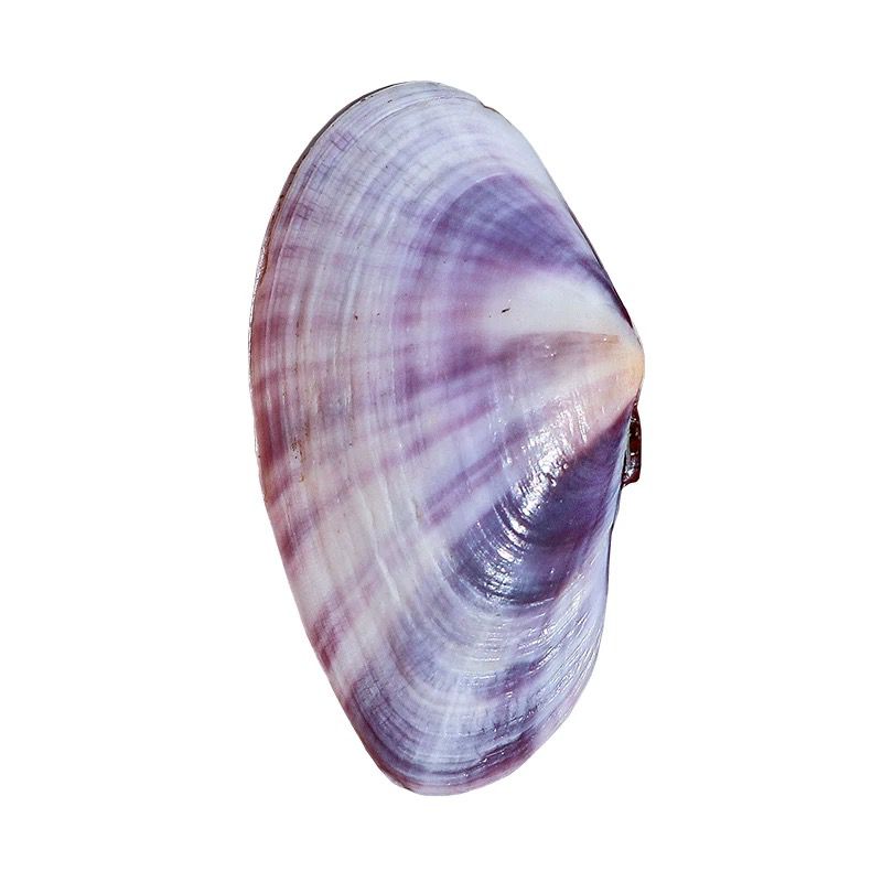 Long Purple Clam Natural Conch - Aquarium Fish Long recensione e prezzo