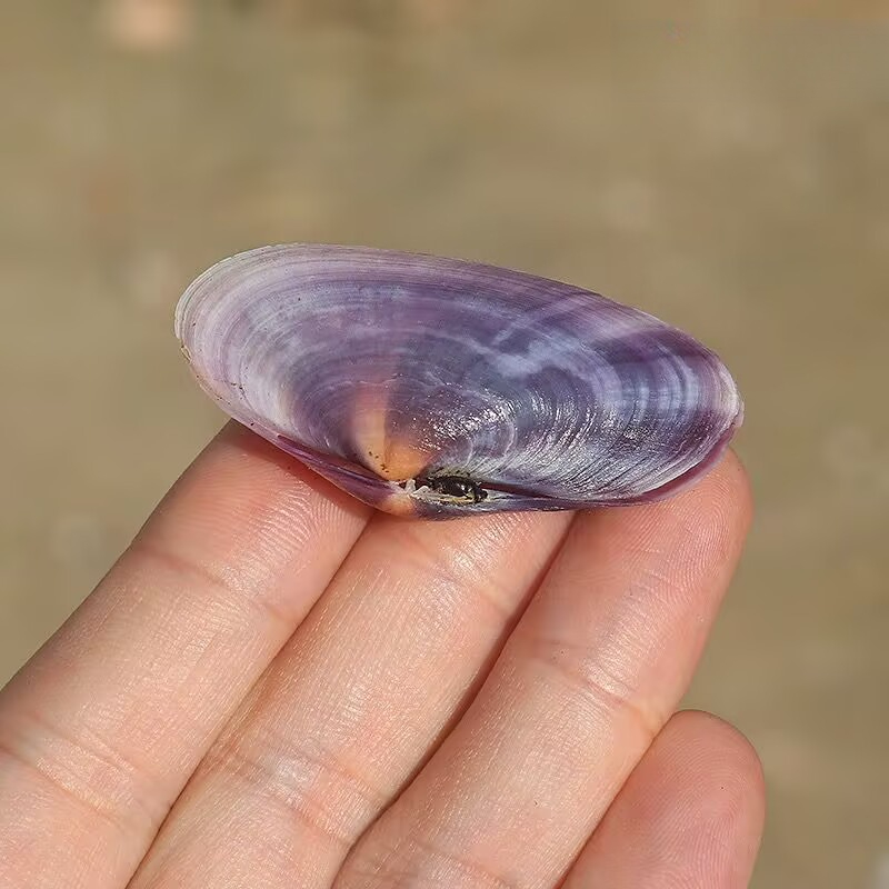 Long Purple Clam Natural Conch - Aquarium Fish Long recensione e prezzo