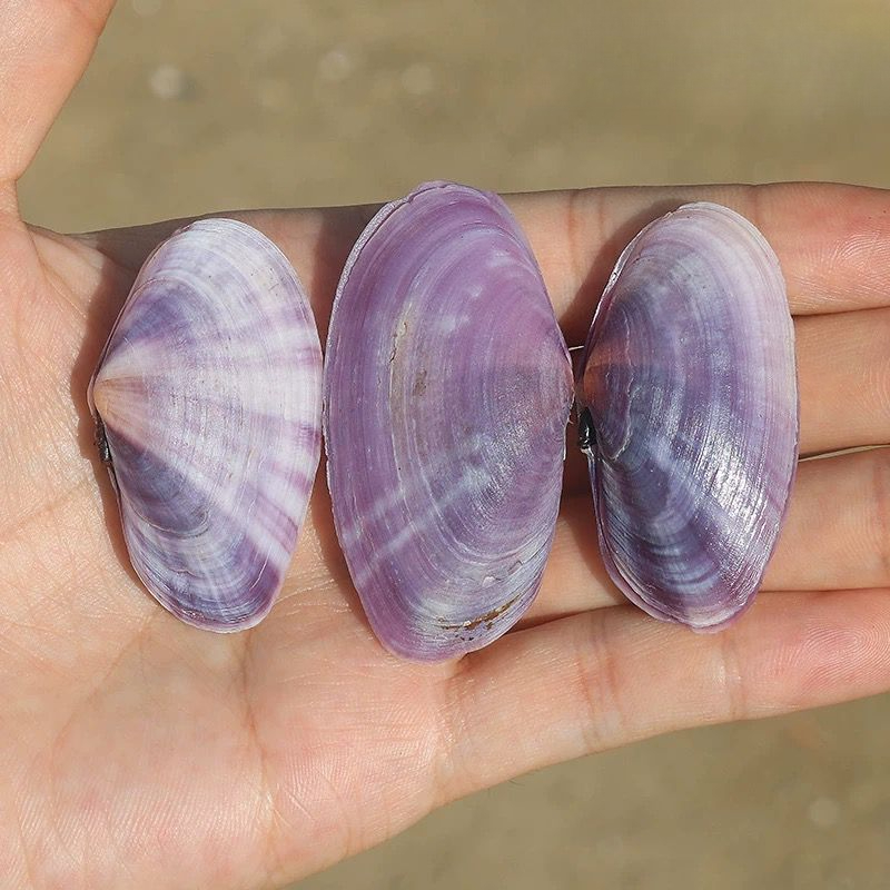 Long Purple Clam Natural Conch - Aquarium Fish Long recensione e prezzo