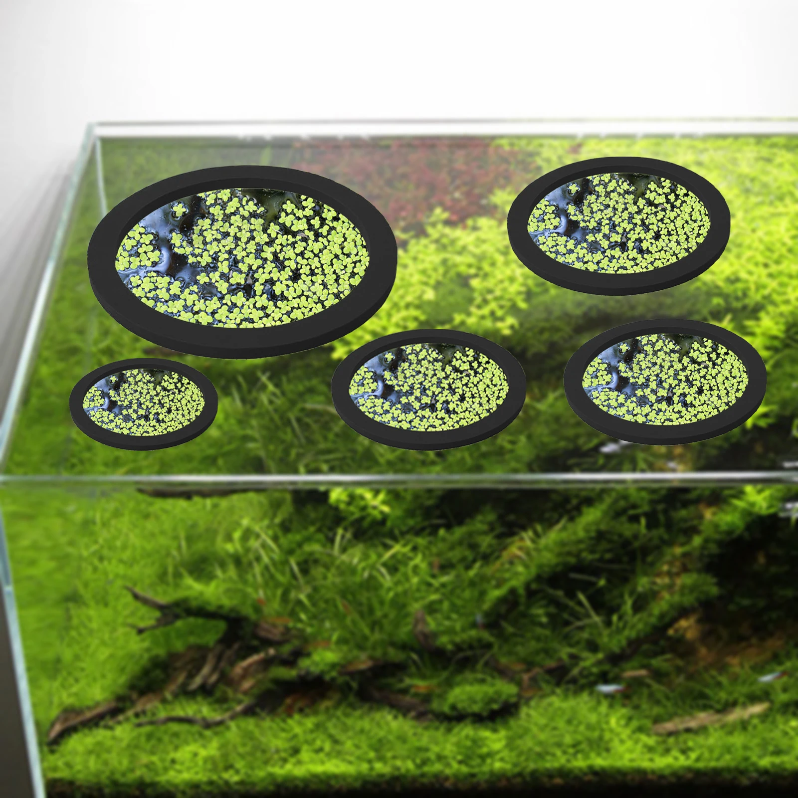 5Pcs EVA Fish Feeding Ring Aqu - Aquarium Fish Pond recensione e prezzo