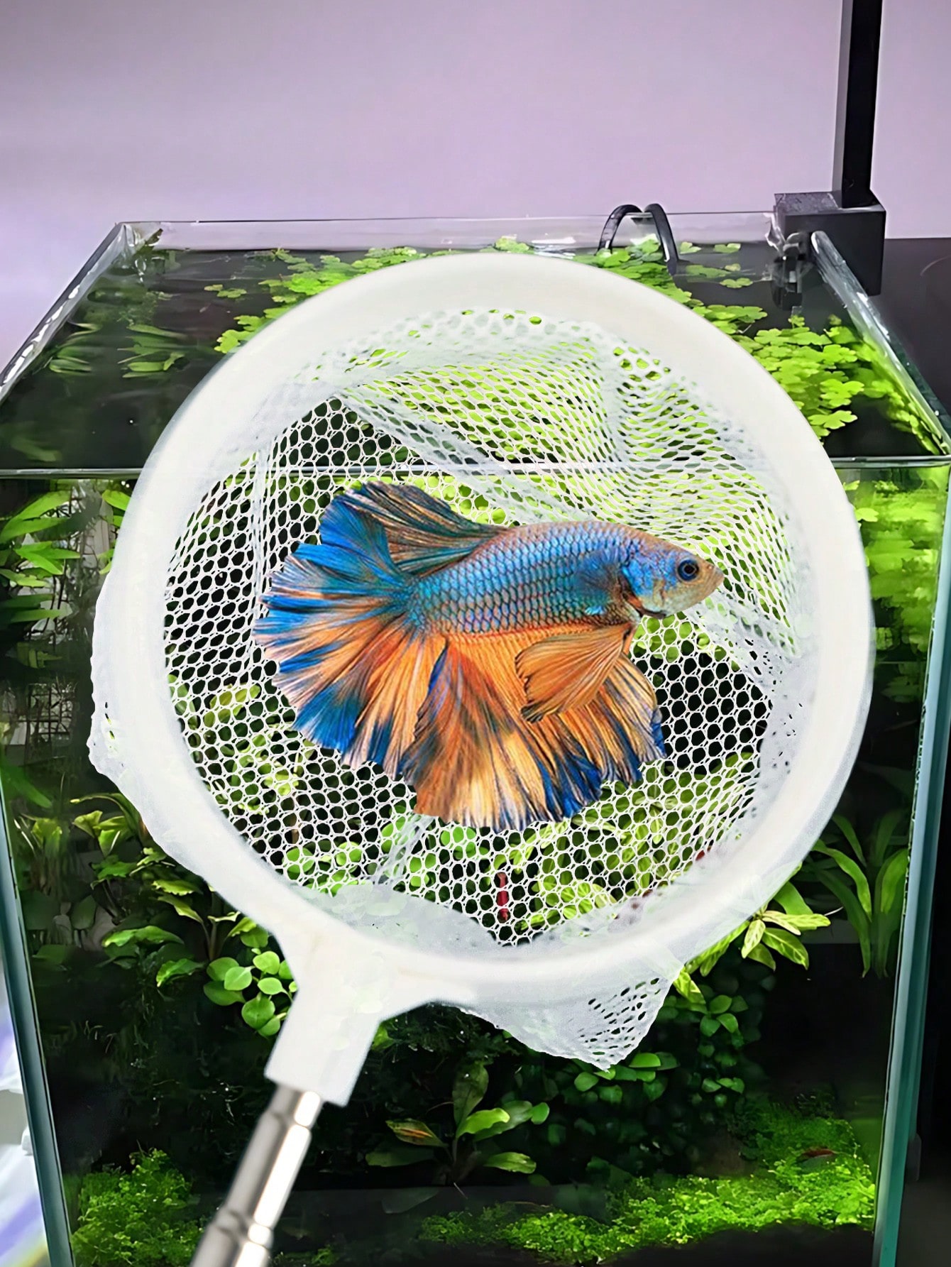 Aquarium Fish Net - a Retracta - Aquarium Fish Food recensione e prezzo