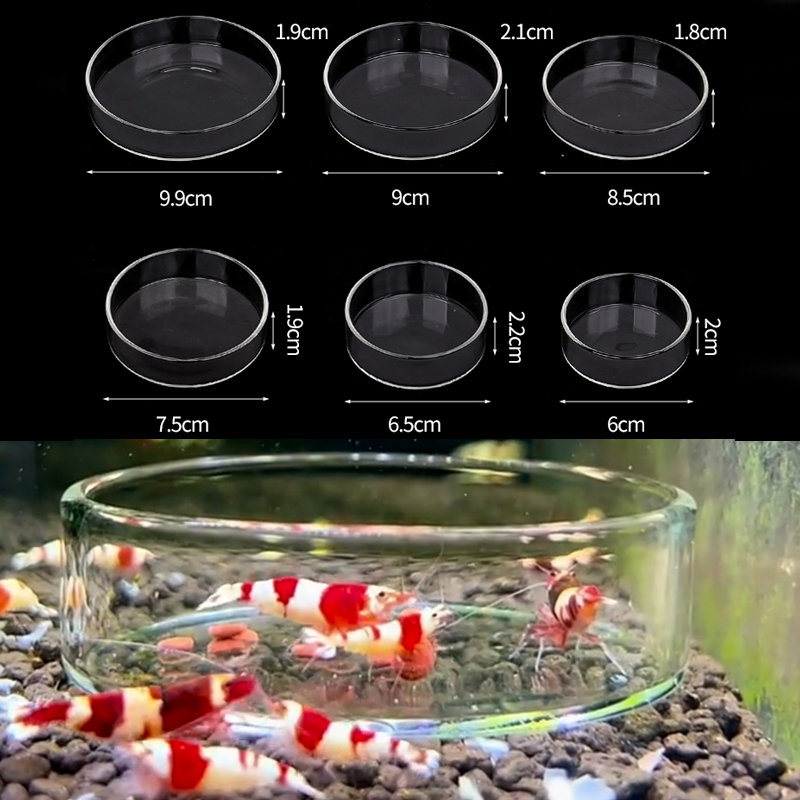 Shrimp Feeding Dish High Trans - Aquarium Fish Food recensione e prezzo