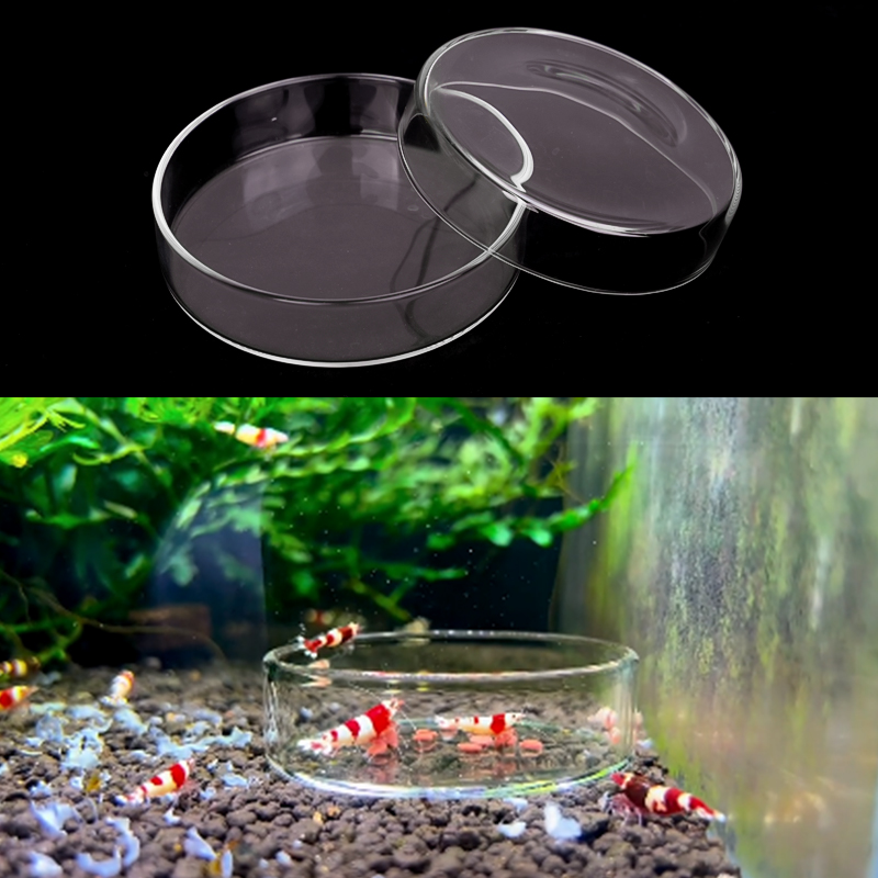 Shrimp Feeding Dish High Trans - Aquarium Fish Food recensione e prezzo