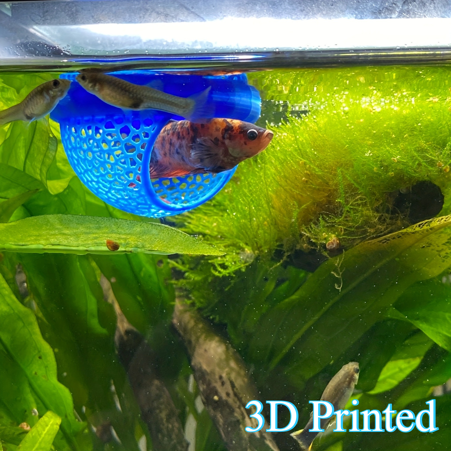 Arch Shaped Floating Aquarium  - All Fish In Aquarium recensione e prezzo
