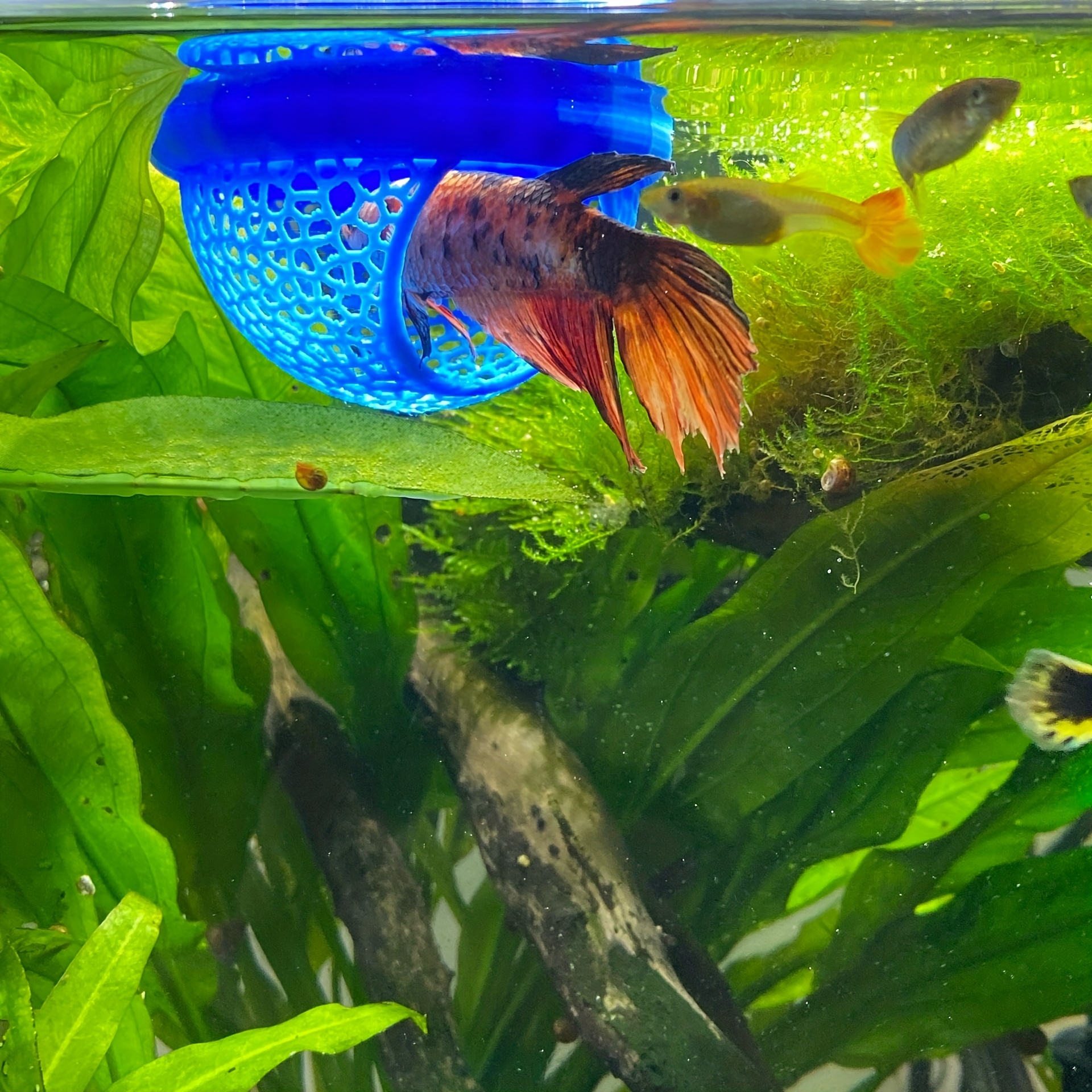 Arch Shaped Floating Aquarium  - All Fish In Aquarium recensione e prezzo