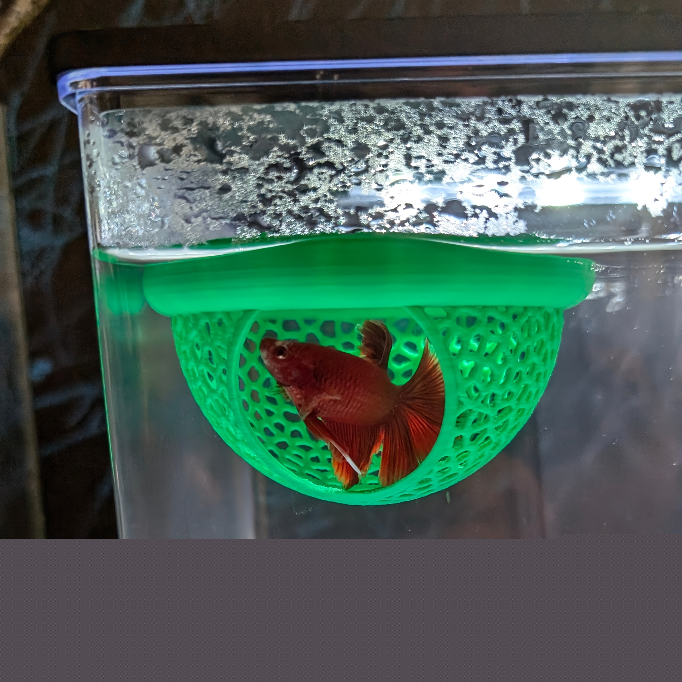 Arch Shaped Floating Aquarium  - All Fish In Aquarium recensione e prezzo