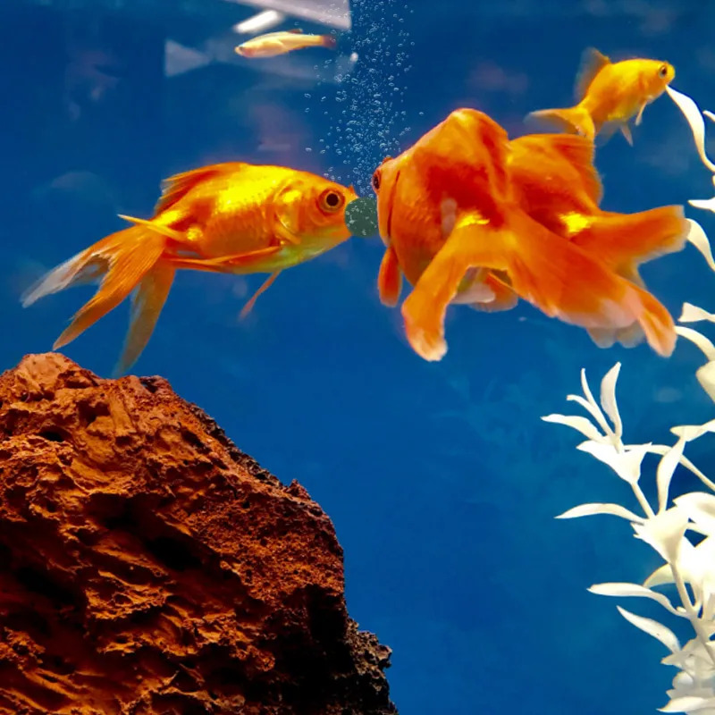 100-1500Pcs High-Purity Spirul - Aquarium Fish Food recensione e prezzo