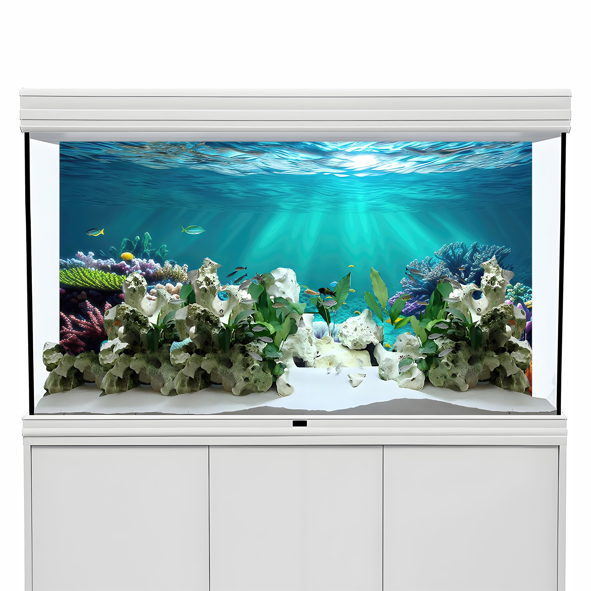 Rainbow coral，fish tank backgr - Aquarium Fish Rainbow recensione e prezzo